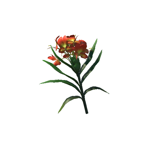 Hedychium_coronarium_Koenig_Flower Red